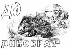 Раскраски Раскраска Дикобраз