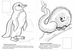 Раскраски редкие животные красной книги