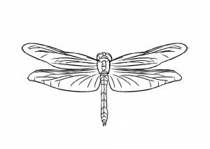 Раскраска Стрекоза