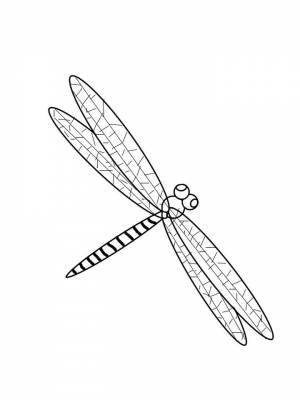 Раскраска Стрекоза   в формате