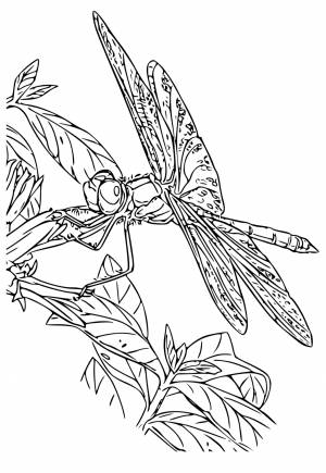 Раскраска Стрекоза Растение