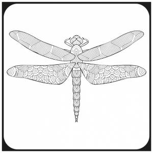 Раскраска стрекоза для взрослых