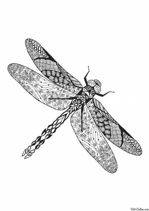 Раскраска Стрекоза