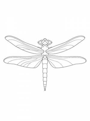 Раскраска Стрекоза картинка в формате  онлайн