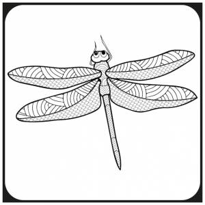 Раскраска стрекоза для взрослых