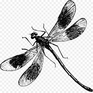 бабочка, Стрекоза, рисунок