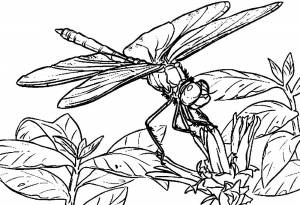 Раскраска Стрекоза