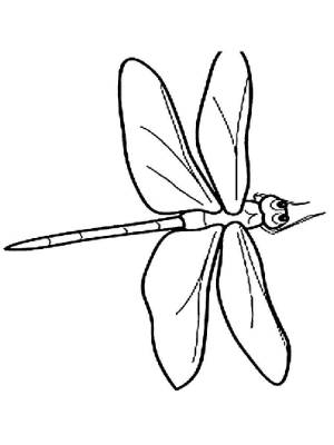 Раскраски Стрекоза