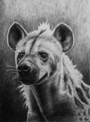 Картина Гиена