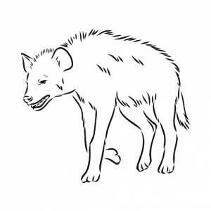 Графический винтажный эскиз векторной иллюстрации гиены