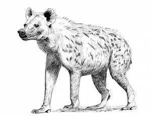 Гиена стоящая рука нарисовала векторную иллюстрацию