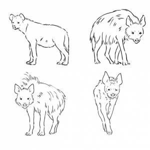 гиена, нарисованная вручную каракулями на белом фоне