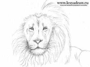 Как нарисовать голову льва карандашом, красками поэтапно?