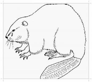 Раскраски Бобр