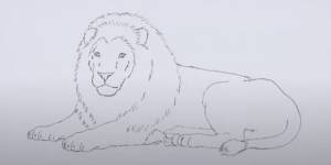 Как нарисовать льва