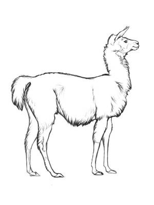 Раскраски Лама