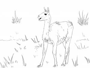 Раскраска Лама