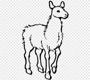 Альпака Раскраски Лама Лама Дом с мамой Раскраска ламы, белый, млекопитающее png
