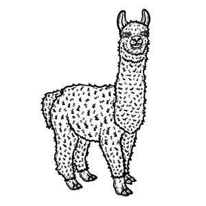 Лама животных раскраски для взрослых