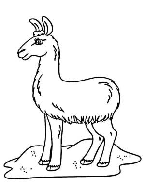 Раскраски Лама