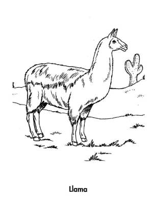 Раскраски Лама