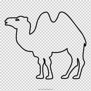 бактрийский Верблюд png