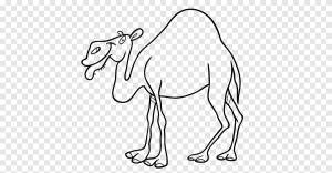 Libro de colorear del dibujo del camello bactriano del dromedario, caballo, blanco png