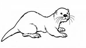 Раскраска Выдра