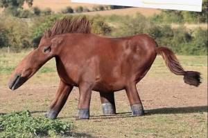 Ожившие детские рисунки