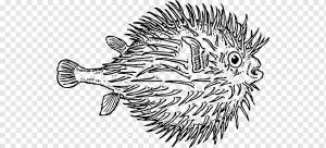 Раскраска Pufferfish Акула, Blowfish с, млекопитающее, позвоночное, монохромный png