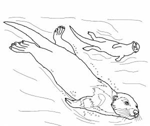 Раскраска выдры