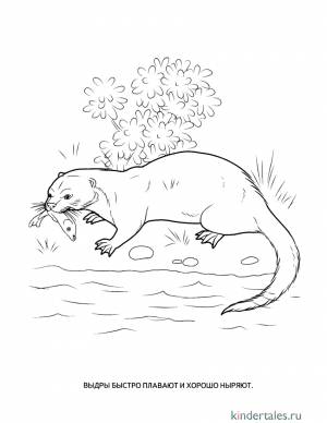 Выдра» раскраска для детей