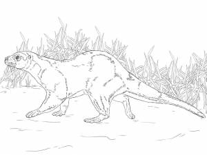 Раскраска Выдра 2