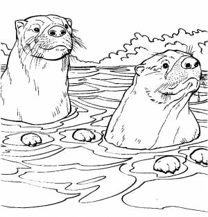 Раскраска выдры в реке