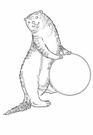 Раскраска Выдра Мяч