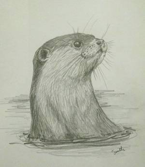 Морская выдра рисунок