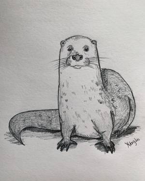 Выдра рисунок карандашом