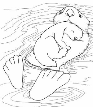 Выдра рисунок для детей
