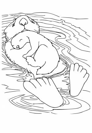 Раскраска Выдра Семья