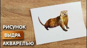 Как нарисовать выдру карандашом и акварелью начинающим