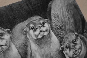 Выдры карандашом