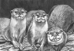 Выдры карандашом