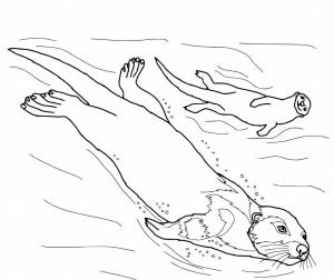 Выдра раскраска