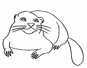 Раскраска выдра для детей