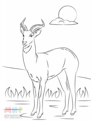 Раскраска Антилопа