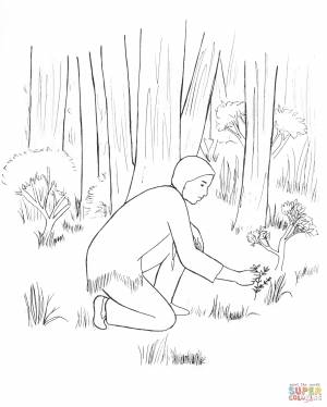 Раскраска Индеец собирает травы