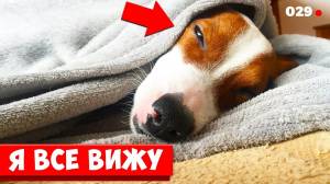 DOGBLOG