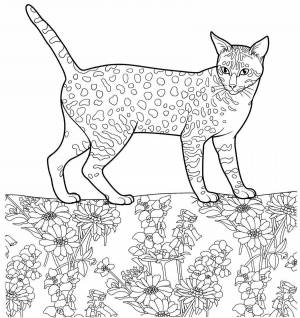 Раскраски коты по росту