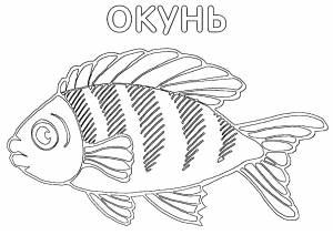 Раскраска Окунь