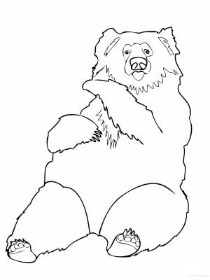Медведь рисунок раскраска